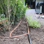 pro sprinklers inc irrigation tubing around plants