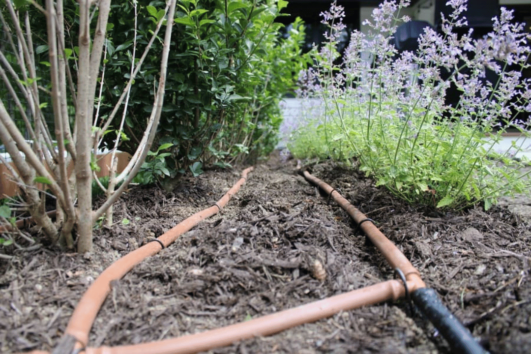 drip irrigation lines in a garden bed