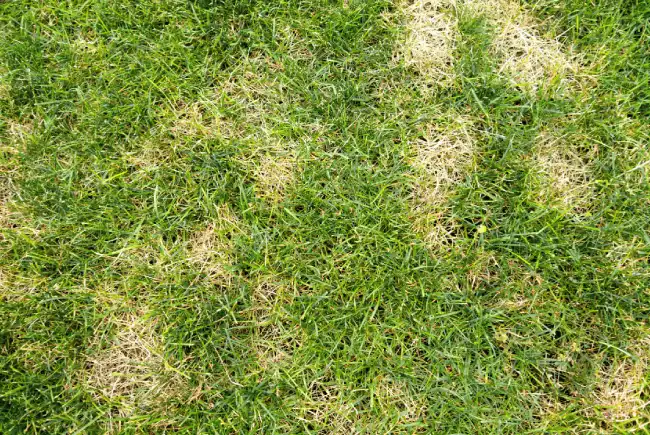 uneven lawn with dry patches and overwatered areas caused by inconsistent watering methods